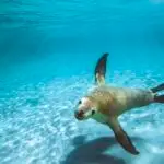 Meis Adası - meisisland.com