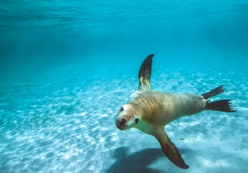 Meis Adası - meisisland.com